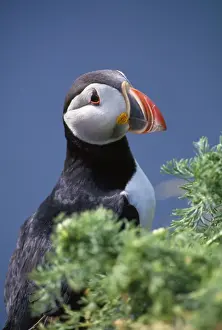 Coastal Wildlife Pictures Imprime: Puffin