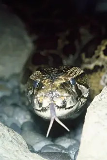 Python mostrando lengua dividida