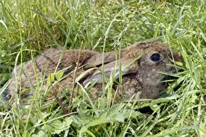 European Rabbit Image Imprime: Rabbit