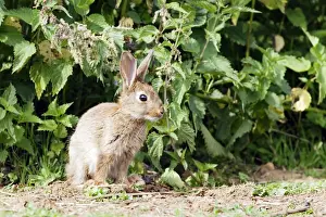 M Watson Photographer Work Imprime: Rabbit