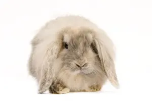 White Background Rabbit Photo Imprime: Rabbit