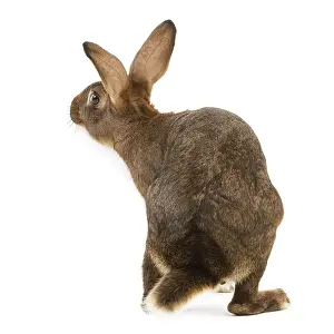 Unique Pet Photography Gifts Imprime: Rabbit - Belgian Hare