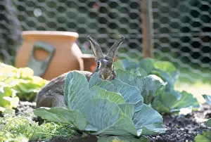 Personal Use Animal Prints Imprime: Rabbit - in cabbage patch