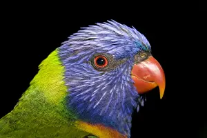 Trichoglossus Haematodus Imprime: Rainbow Lorikeet - head study