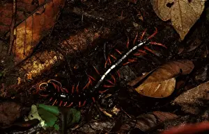 Tropical Forest Creatures Imprime: A rainforest centipede