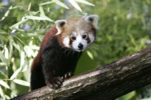 Lesser Panda Imprime: Red Panda