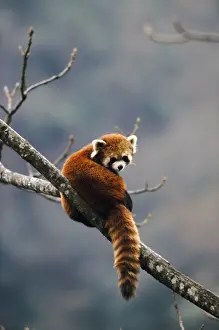 Red Panda In Tree Imprime: Red Panda - in tree