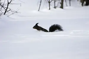 M Watson Photography Imprime: Red Squirrel - jumping through snow