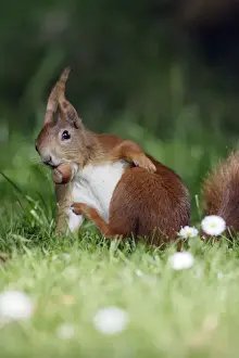Sciurus Vulgaris Images Imprime: Red Squirrel - Scratching itself, collecting nuts in garden Lower Saxony, Germany