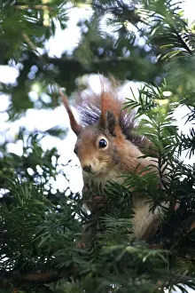 M Watson Wildlife Photographer Imprime: Red squirrel - in tree
