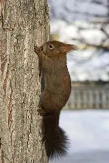 M Watson Photography Imprime: Red Squirrel - on tree trunk