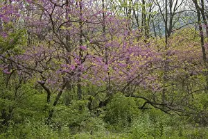 Native American Plants Imprime: Redbud Tree - Native to much of Eastern and Central U