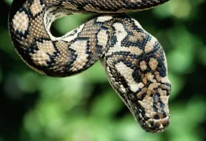 Dasyproctidae Imprime: Píton de alfombra