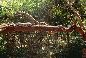 Reticulated Python Imprime: Reticulated Python - longest snake in the world