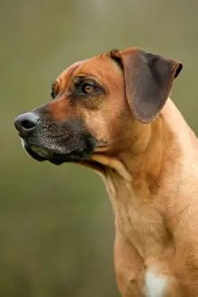 Rhodesian Ridgeback Breed Imprime: Rhodesian Ridgeback