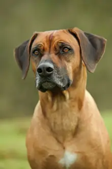 Rhodesian Ridgeback Breed Imprime: Rhodesian Ridgeback