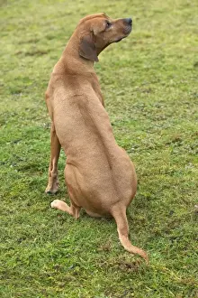 Dog Sitting Images Imprime: Rhodesian Ridgeback - sitting