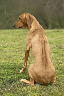 Personal Use Pet Prints Online Imprime: Rhodesian Ridgeback - sitting, back view