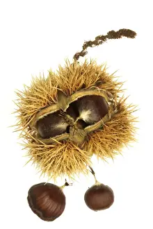 Jean Michel Labat Prints Imprime: Roast Chestnuts In casing