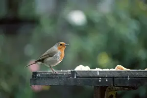 Garden Bird Feeder Imprime: Robin - at bird table