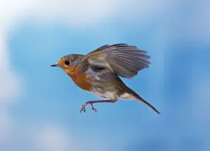 Garden Bird Photography Imprime: Robin - in flight