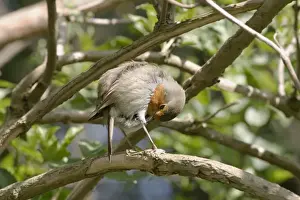 Erithacus Rubecula Photo Imprime: Robin Preening