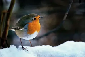 Robins Imprime: Hielo con Robin