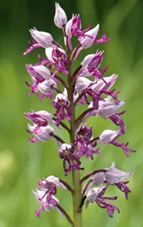 Orchis Militaris Imprime: ROG-9178