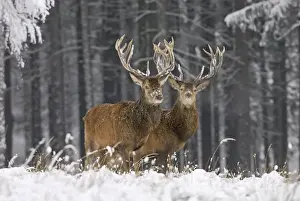 German Wildlife Pictures Imprime: Rothirsch