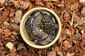 Impresiones de Python ballón de agua JD-15140 Regio real del python, propiedad de John Daniels. Se agradece que se utilice solo para fines personales y no se reproduzca en ninguna forma Pitón Bola Imprime: Píton de ball real en contenedor con agua