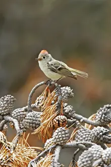 Personal Use Bird Prints Only Imprime: Ruby-crowned Kinglet