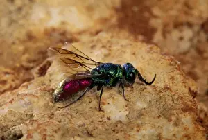 Wasp Species Identification Imprime: Ruby-tailed Wasp