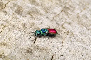 Wildlife Wall Art For Home Imprime: Ruby-tailed Wasp UK