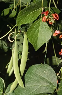 Plant Photography Imprime: Runner Beans