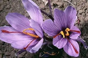 Close Up Flower Imprime: Saffron Crocus - source of saffron. (Stigmas used) Greece