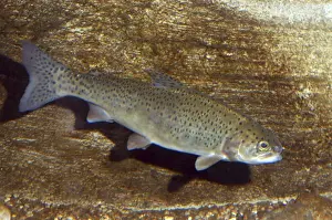 Edible Fish Species Imprime: Salmon