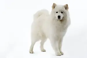 Samoyed Dog Breed Imprime: Samoyed