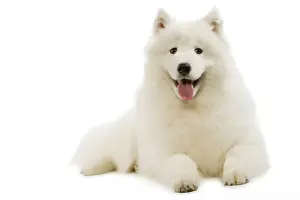 White Fluffy Dogs Imprime: Samoyed - lying down