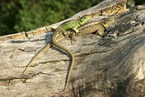 Alsace France Wildlife Imprime: Sand Lizard - two
