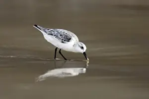 Wildlife Photography Prints Online Imprime: Sanderling