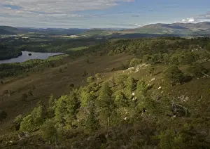 Pinus Sylvestris Images Imprime: Scots Pine trees