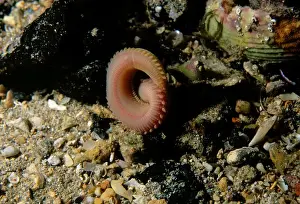 Australian Ocean Creatures Imprime: Segmented worm, Eunice sp. a Segmented worm moving into a burrow