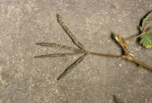 Sensitive Plant Imprime: Sensitive Plant - after touching, sequence (2 of 2)