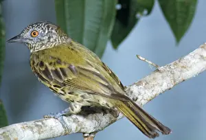 Impresiones de JSD-560 Sharbill Oxyruncus cristatus de John Dunning Sharpbill Imprime: Sharpbill