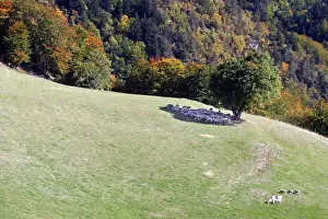 M Watson Wildlife Photographer Imprime: Sheeps - sheltering in the shadow of a tree. Drome Rhone-Alpes France