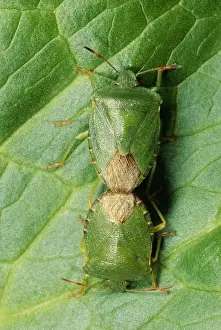UK Insects Imprime: Shield Bug Pair mating, UK
