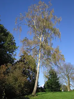 Forest Landscape Artwork Imprime: Silver Birch Tree