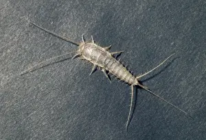 Insect Prints For Sale Imprime: Silverfish