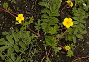 Medicinal Plants Europe Imprime: Silverweed