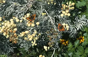 Aglais Urticae Species Imprime: Small Tortoiseshell - on senecio